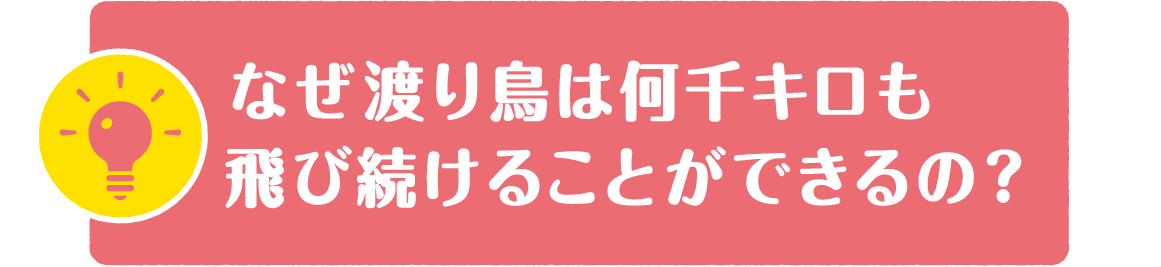 なぜ渡り鳥は何千キロも飛び続けることができるの？